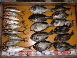 三尾の磯半夜釣りの釣果☆良型マアジが釣れてます(^_^)/