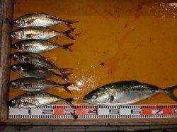 三尾の磯半夜釣りの釣果☆良型マアジが釣れてます(^_^)/