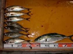 三尾の磯半夜釣りの釣果☆良型マアジが釣れて…