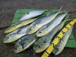 沖一文字内向きでシイラ4人で18本！ ほかハマチ53cmも♪