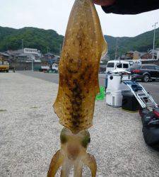 沖一文字内向きでアオリイカ　ヤエンで2ハイ