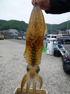 沖一文字内向きでアオリイカ　ヤエンで2ハイ…