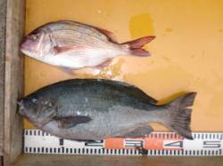 のこぎりでのカゴ釣りでグレ43cmにマダイ…