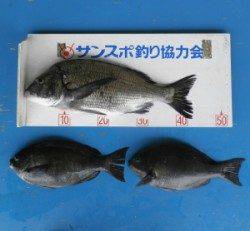 大丹生防波堤でチヌ44.3cmとグレ30cmオーバー2匹