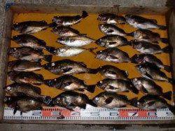 小白子など三尾の磯にて通しでメバル狙い