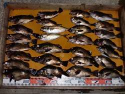 小白子など三尾の磯にて通しでメバル狙い