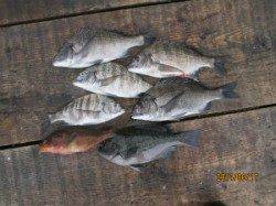 一文字前イカダ2号でのチヌ釣果