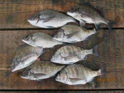 一文字前イカダ2号でのチヌ釣果