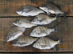 一文字前イカダ2号でのチヌ釣果