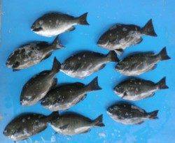 舞鶴田井の磯フカセでグレ30cmオーバー7匹