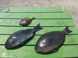 沖一文字内向き　紀州釣りでグレ44cm&39cm