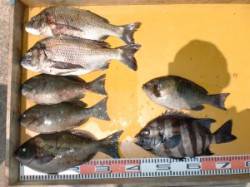 西肩・白子島などフカセ釣りで梅雨グレ好調