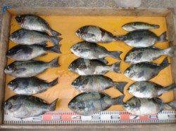 西肩・白子島などフカセ釣りで梅雨グレ好調