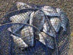 宮崎沖カセのチヌ釣果〜小型ですが二桁釣れました