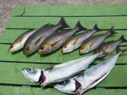 沖一文字外向きで良型のイサギとゴマサバ