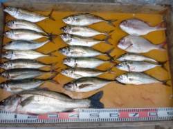 三尾の磯　カゴ釣りでアジ好調キープです(^…