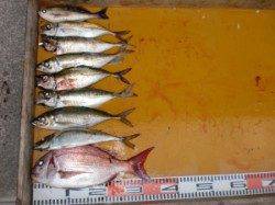 三尾の磯　カゴ釣りでアジ好調キープです(^_^)v