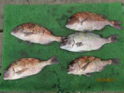 田井の釣り堀　ダンゴのエサでマダイ