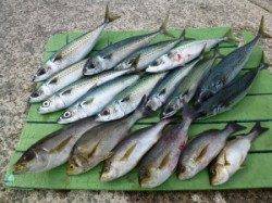 沖一文字外向きのカゴ釣り釣果〜イサギ・グレ・ゴマサバ