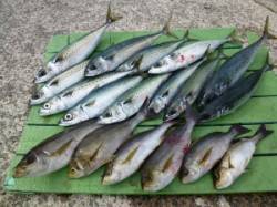 沖一文字外向きのカゴ釣り釣果〜イサギ・グレ…