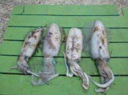 神谷崎でのヤエンでアオリイカ4ハイ