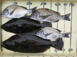 宮崎沖カセ　のませでヒラメの釣果