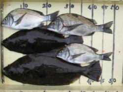 宮崎沖カセ　のませでヒラメの釣果