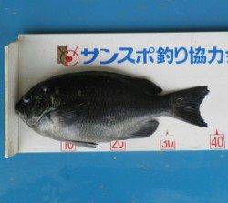 舞鶴田井の磯でグレ39cmの釣果