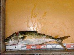 亀島、朝一のトップでヒラマサ！