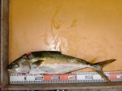 亀島、朝一のトップでヒラマサ！