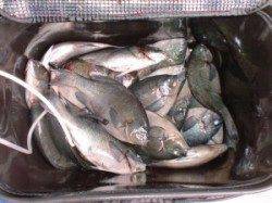 三尾の磯、ふかせで数釣りが楽しめます♪