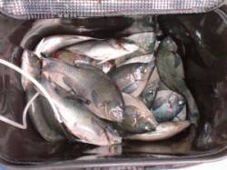 三尾の磯、ふかせで数釣りが楽しめます♪