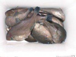 三尾の磯、ふかせで数釣りが楽しめます♪