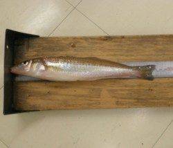 小橋波止のチョイ投げでキス27.3cmを頭に10匹