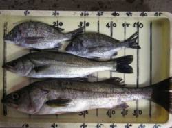 宮崎沖カセの釣果〜チヌ・ハネ・スズキ