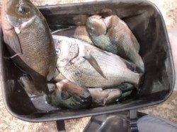 ババタレにてグレ30cm前後が5、6枚とチヌ(^_^)v