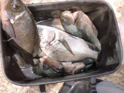 ババタレにてグレ30cm前後が5、6枚とチ…