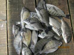 一文字前イカダ2号でチヌ17匹！