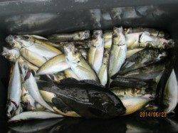 一文字前イカダ2号でチヌ17匹！