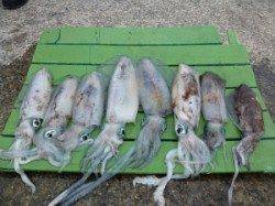 本日のヤエンでのアオリイカ釣果〜二人で8ハイ