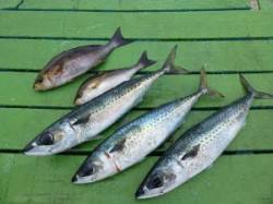 カゴ釣りではイサギとゴマサバ〜沖一文字外向…