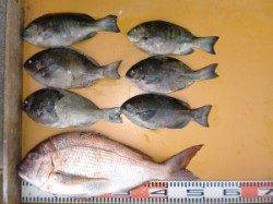 ふかせでグレ、カゴで良型マダイ&グレ釣れました♪