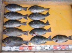 ふかせでグレ、カゴで良型マダイ&グレ釣れました♪