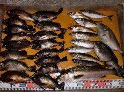 のこぎりにてメバル・アジなど〜通し釣りおススメです(^_^)/