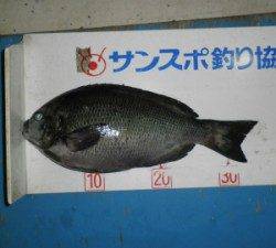 舞鶴田井の磯ではグレ35cmを頭に11匹の釣果