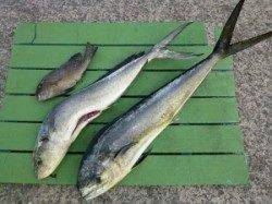 沖一文字内向きのシイラ釣果〜バラシたくさんありました