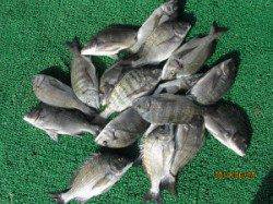 田井の筏、チヌが数釣れています