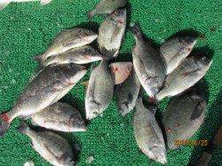 田井の筏、チヌが数釣れています