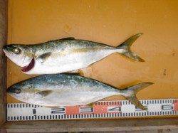 今年も小マサ居てくれてます(^_^)/ 立島のショアジギングで2本GET！