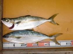 今年も小マサ居てくれてます(^_^)/ 立…